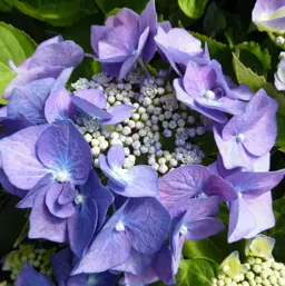 Hydrangea 'Blaumeise'