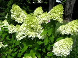 Hydrangea paniculata 'Limelight'