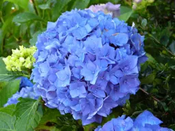 Hydrangea 'Adria' (Mop Head Hydrangea)