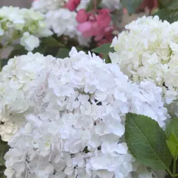 Hydrangea macrophylla 'Alba'