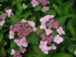 Hydrangea 'Mariesii Perfecta'