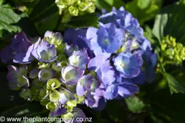 Hydrangea 'Mathilda Gutges'