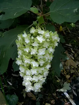 Hydrangea 'Snowflake'