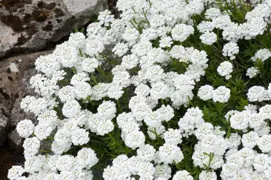 Iberis sempervirens 'Snowflake' (Evergreen Candytuft)