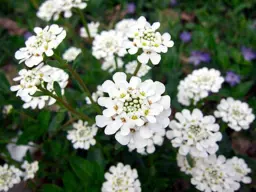 Iberis sempervirens (Candy Tuft Plants)