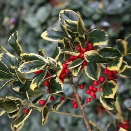 Ilex 'Golden King' (English Holly)