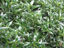 Ilex aquifolium Angustifolia