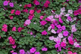 Impatiens walleriana