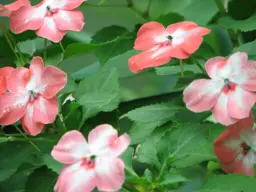 Impatiens walleriana