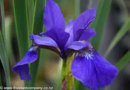 Iris Ceasers Brother (Siberian Iris)