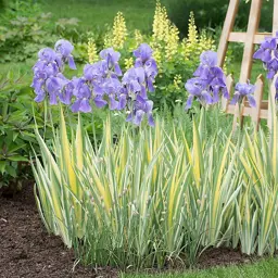 Iris pallida 'Aureo Variegata'