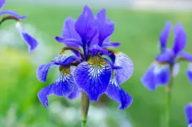 Iris sibrica (Siberian Iris)