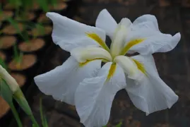 Iris Snow Queen