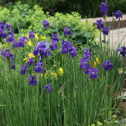 Iris sibirica (Siberian Iris)