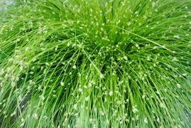 Isolepsis cernua (Fiber-Optic Grass)