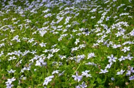 Isotoma fluviatilis