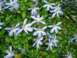 Isotoma fluviatilis 'Blue Stars'