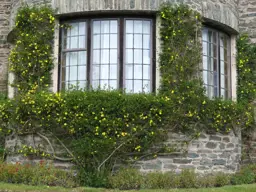 Jasminum mesnyi