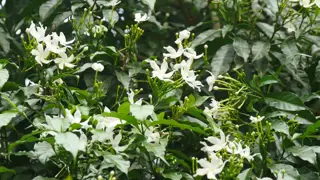 Jasminum sambac (Arabian Jasmine)