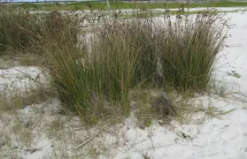 Juncus kraussii (Sea Rush)