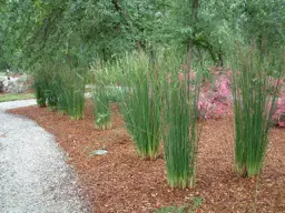 Juncus pallidus (Giant Rush)