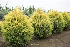 Juniperus Gold Cone