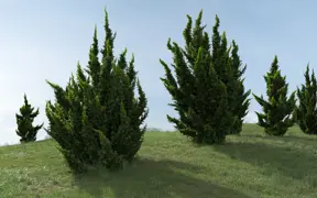 Juniperus chinensis 'Kaizuka'