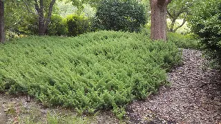 Juniperus taxifolia 'Lutchuensis' (Creeping Juniper)