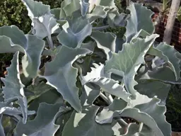 Kalanchoe beharensis (Felt Plant)