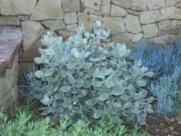 Kalanchoe bracteata 'Silver Teaspoons'