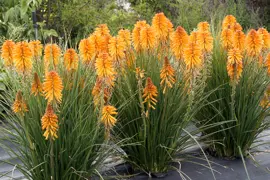Kniphofia Dwarf Orange (Torchlily)