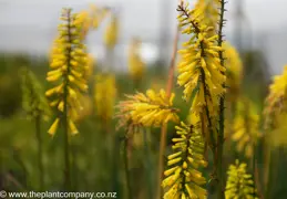 Kniphofia 'Lemon Fizz' (Red Hot Poker)