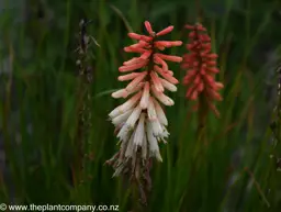Kniphofia Orange Vanilla Popsicle (Torchlily)