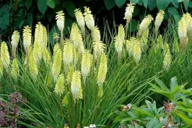 Kniphofia Pineapple Popsicle (Torchlily)