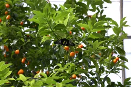 Kumquat 'Calamondin' (Calamondín o Kumquat)