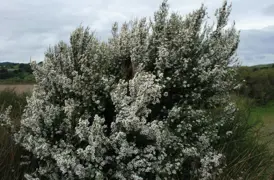 Kunzea ericoides