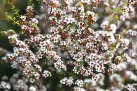 Kunzea robusta