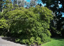 Lagerstroemia subcostata (Crepe Myrtle)