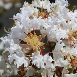 Lagerstroemia indica 'Kimono' (Crepe Myrtle)