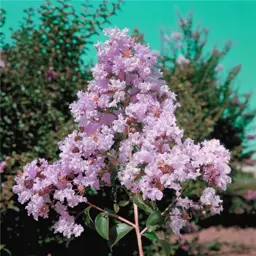 Lagerstroemia indica 'Souvenir D'Hubert Pouard' (Crepe Myrtle)