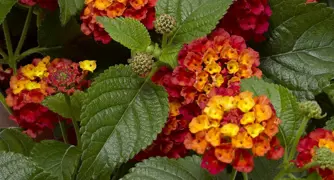 Lantana Bandolero Guava