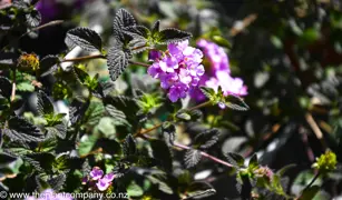 Lantana montevidensis 'Purple' (Creeping Lantana)