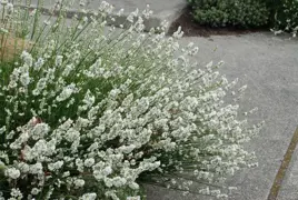 Lavandula angustifolia 'Alba' (Lavender)