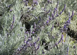 Lavandula allardii (Lavender)