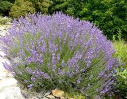 Lavandula angustifolia (Lavender)