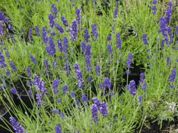 Lavandula angustifolia 'Blue Mountain' (English Lavender)