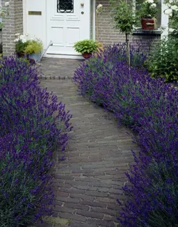 Lavandula angustifolia 'Hidcote' (English Lavender)