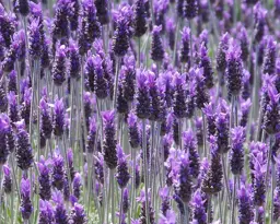 Lavender dentata (French Lavender)