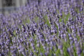 Lavandula x intermedia 'Arabian Night' (Lavender)