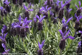 Lavandula stoechas 'Major' (Lavender)